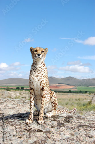 Cheetah's Vertical Portrait