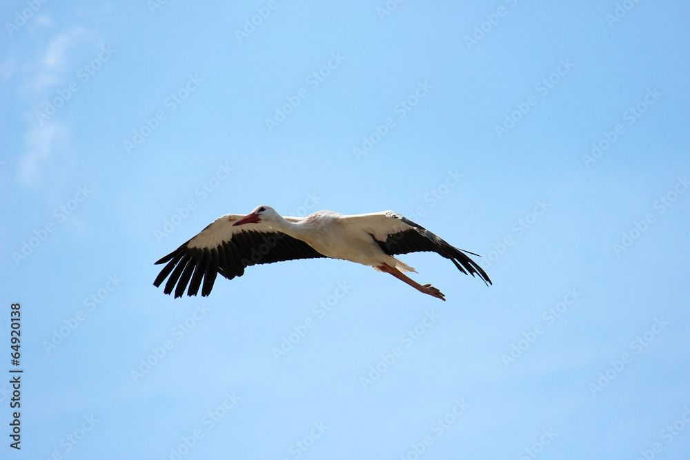 Obraz premium Vol d'une cigogne