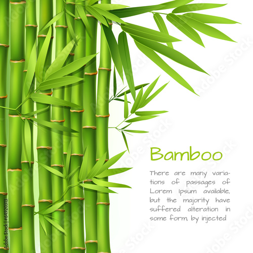Realistic bamboo background