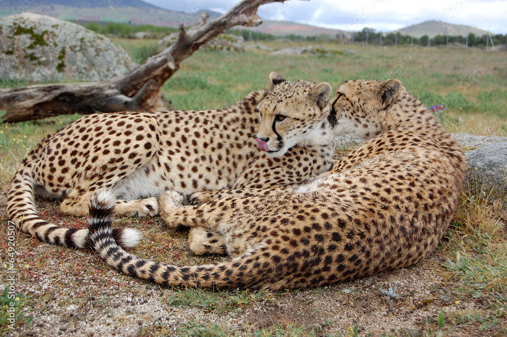 Obraz premium Two Cheetahs Laying Cute