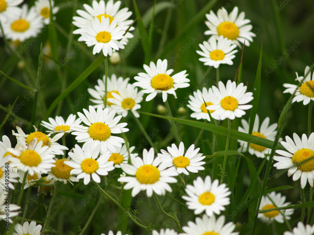 Fototapeta premium wild white daisies