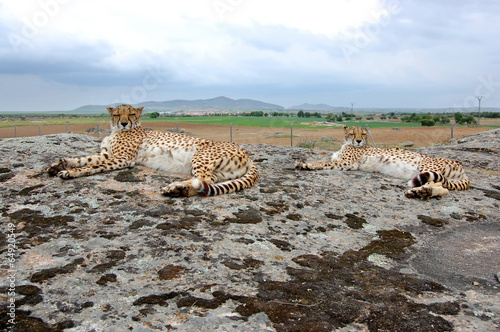 Two Cheetahs Laying Synchronous photo