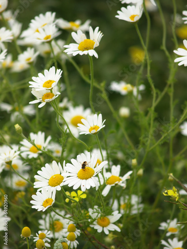 wild white daisies
