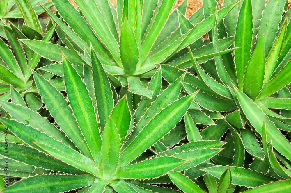 Sharp pointed agave plant leaves Sharp pointed agave plant leaves