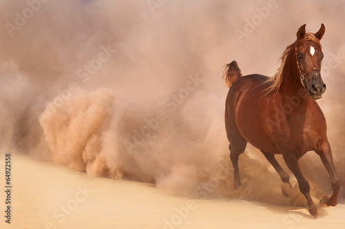 Obraz na płótnie Arabian horse running out of the Desert Storm w salonie