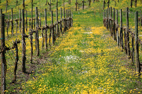 filari di vigneti vitigni in stagione primaverile con fioritura photo