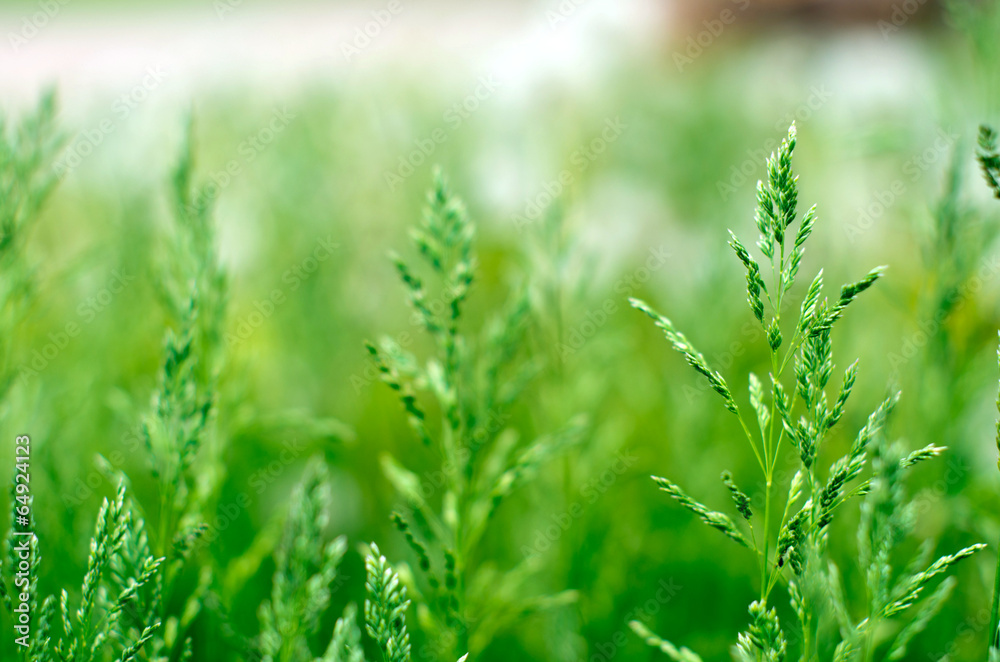 grass grass
