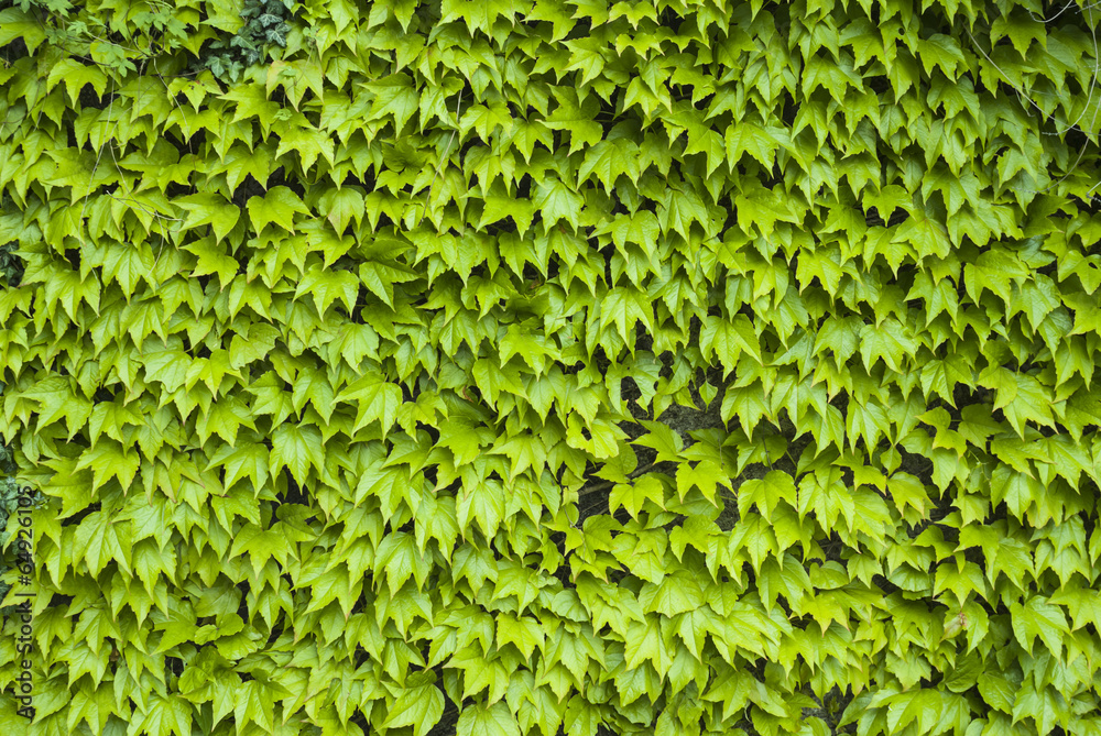 virginia creeper virginia creeper