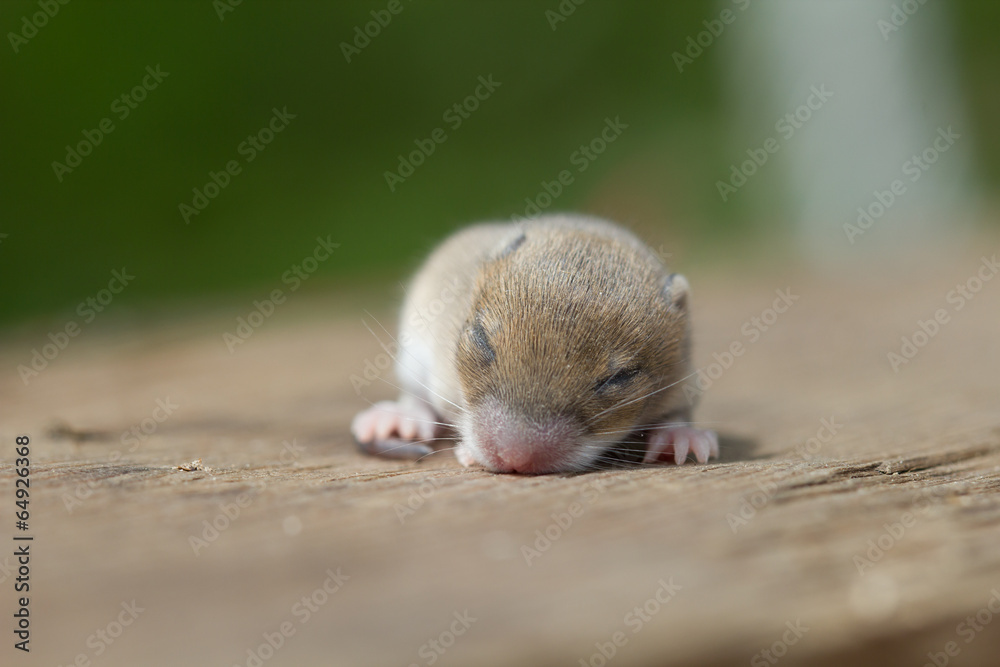 Mouse baby Mouse baby