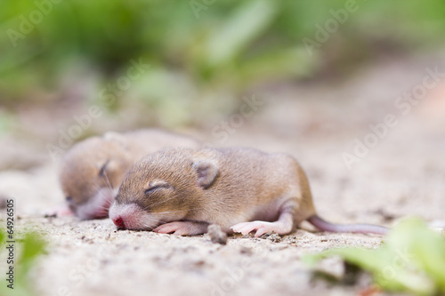 Two mouse babies