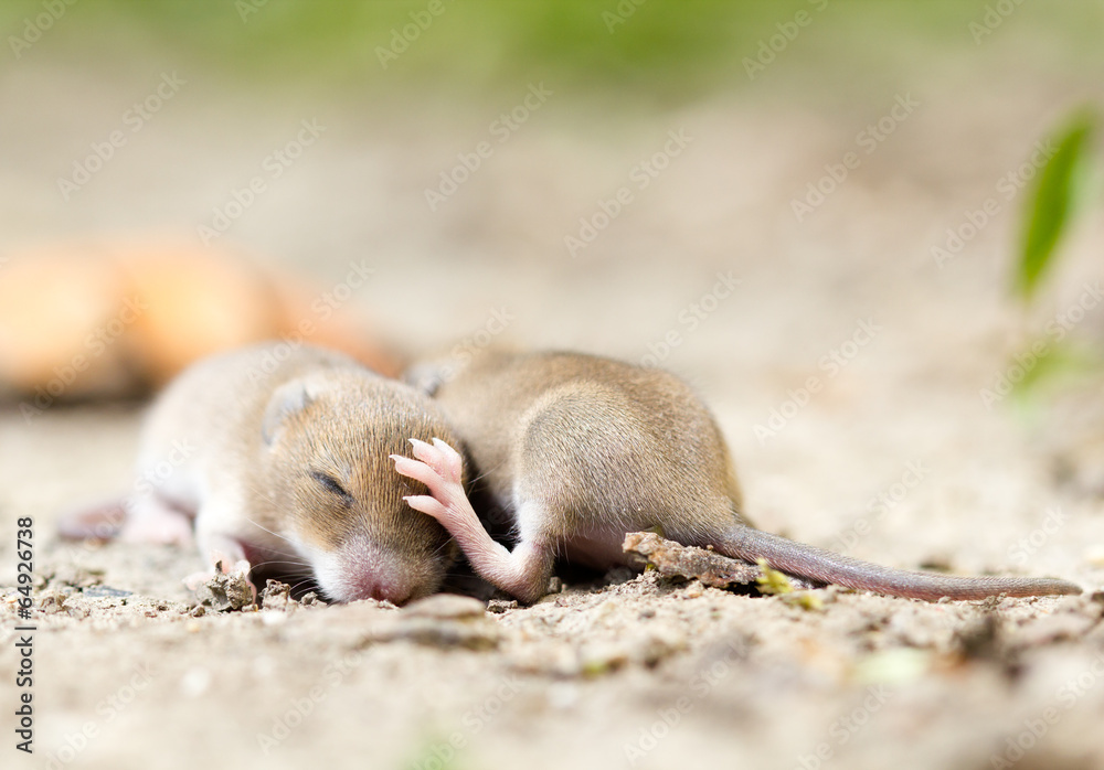 Obraz premium Two mouse babies