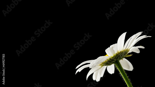 Fototapeta Naklejka Na Ścianę i Meble -  Daisy on black background
