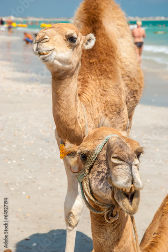 Two Camels on the Beach © kaycco