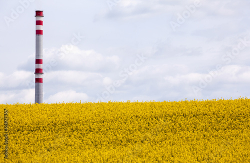 Rapeseed field and chimmey photo