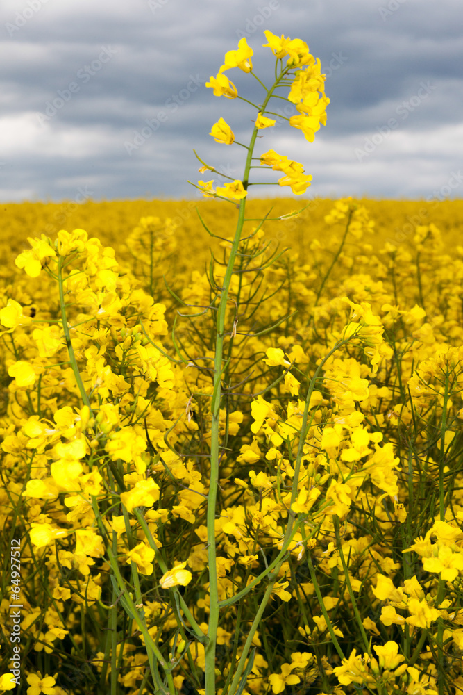 Obraz premium Rapeseed field