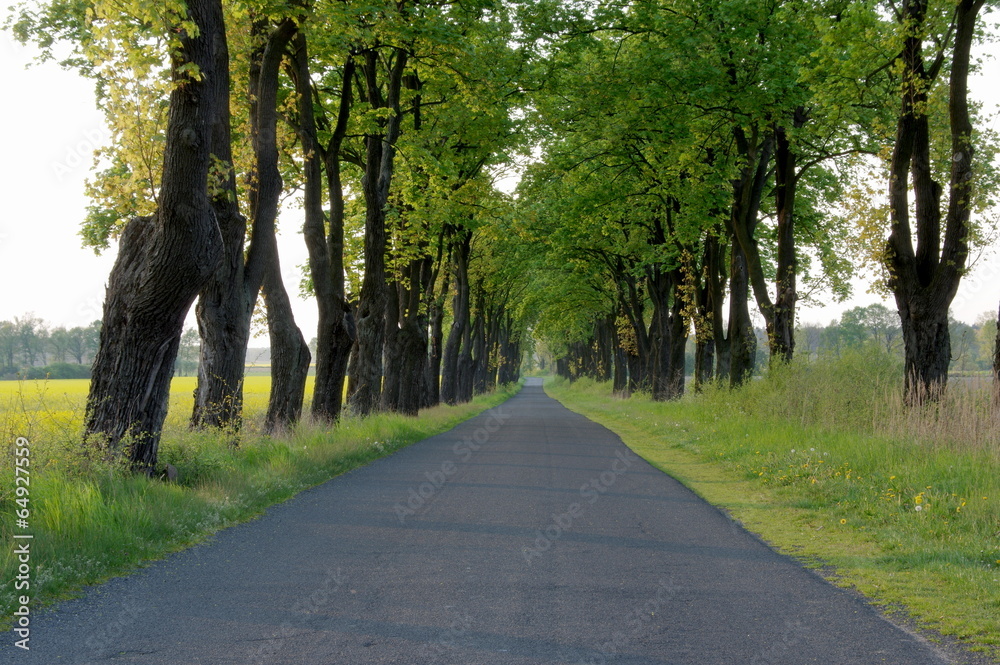 Obraz premium Wiejska droga. 