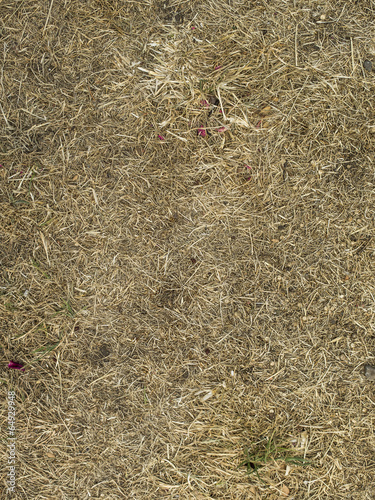 Textura de césped deshidratado