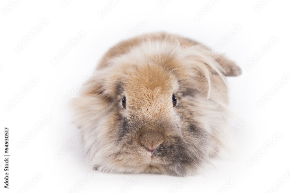 Fototapeta premium Hase