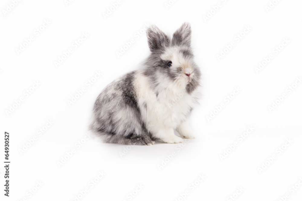Obraz premium Hase