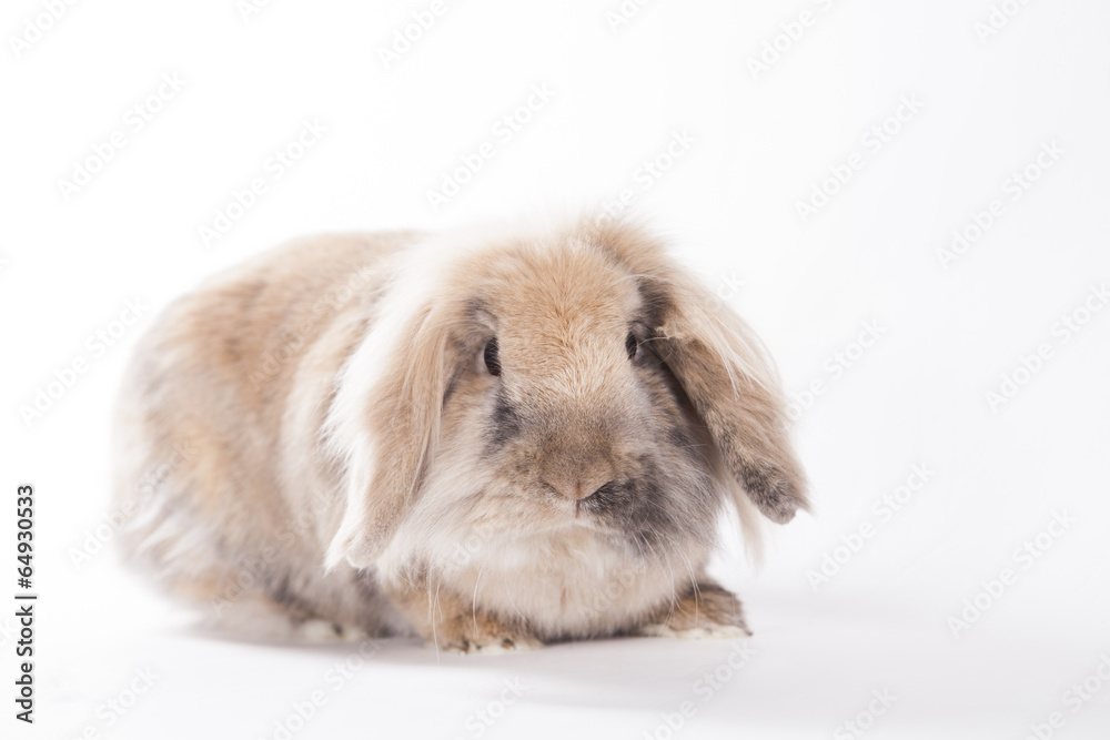 Hase Hase