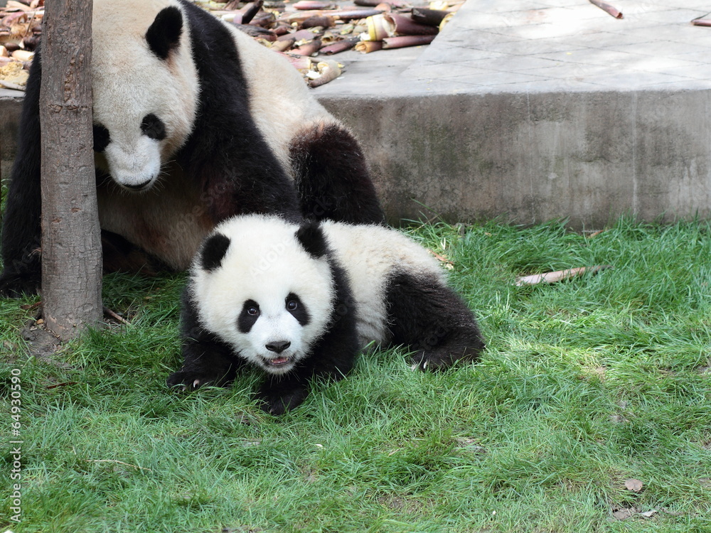 Obraz premium Giant panda with its cub