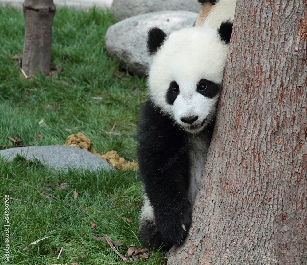 Fototapeta premium Panda cub hiding in a tree after a peek