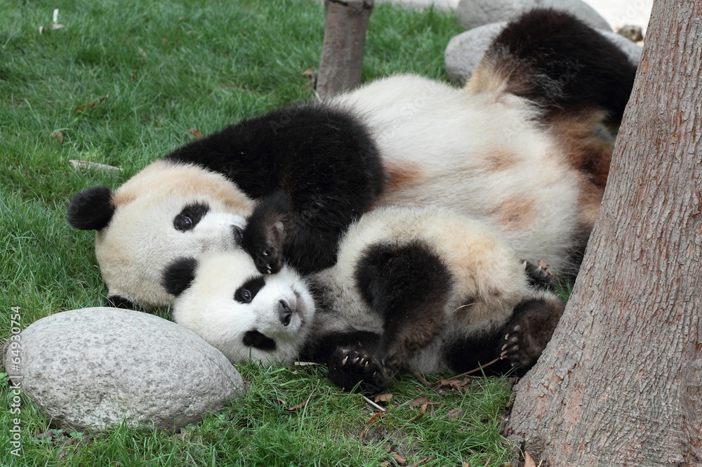 Fototapeta premium Giant panda with its cub Sleeping on the grass