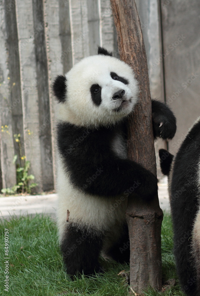 Naklejka premium Panda cub hug a tree stand