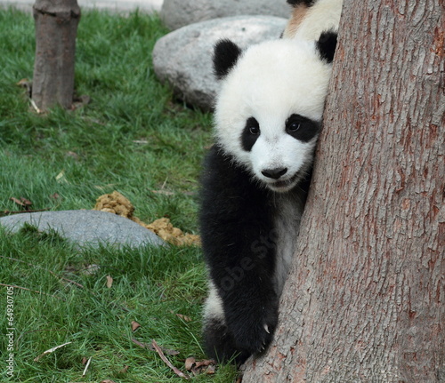 Fototapeta Naklejka Na Ścianę i Meble -  Panda cub hiding in a tree after a peek