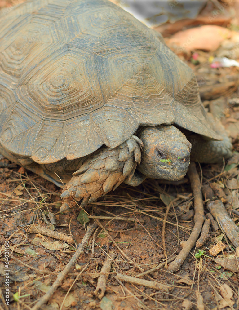 Naklejka premium Crawling tortoise in the nature
