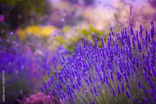 Fototapeta Naklejka Na Ścianę i Meble -  Garden flowers  Lavendar colorful background