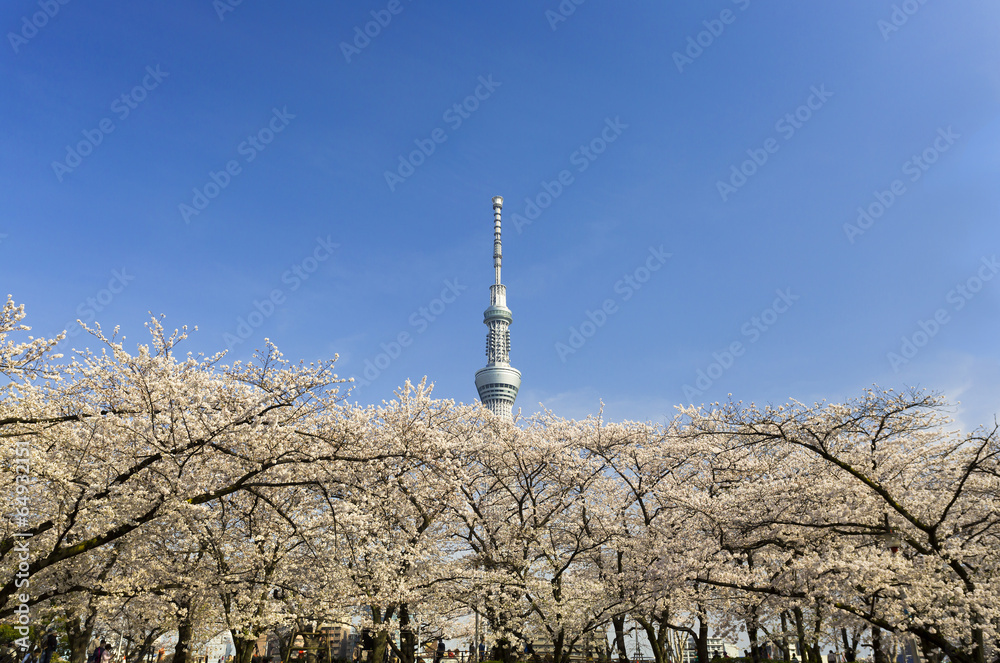 Obraz premium 東京スカイツリーと満開の桜(花見を楽しむ人々)