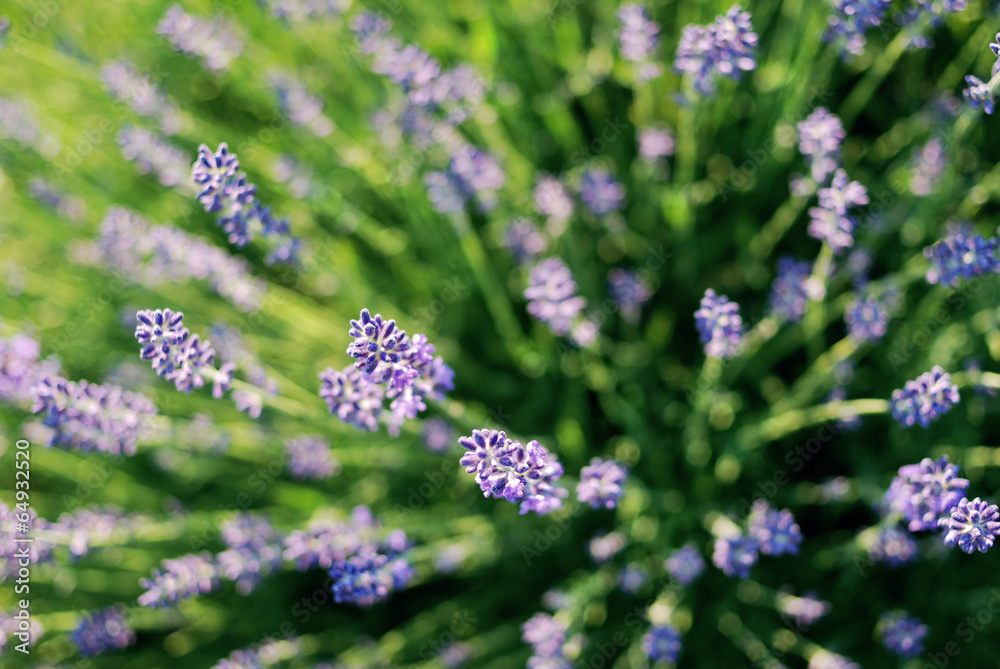 Obraz premium Beautiful detail of a lavender field