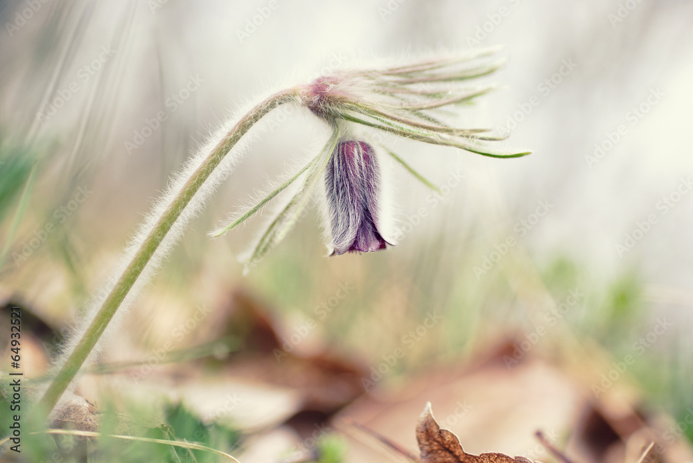 Spring flower beside the forest Spring flower beside the forest