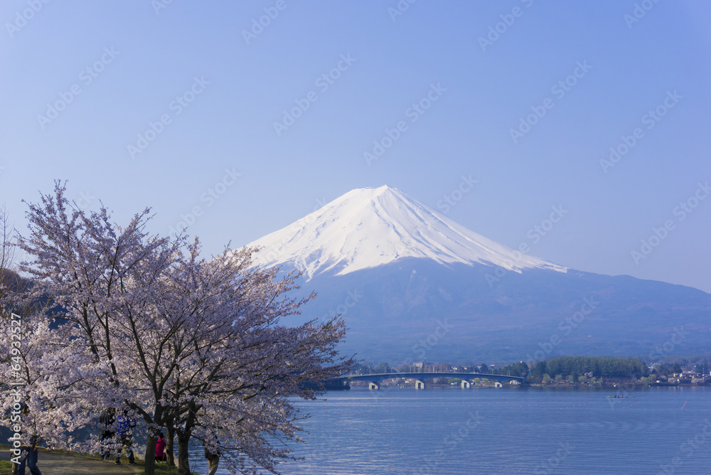 Fototapeta premium 富士山と河口湖畔の満開の桜