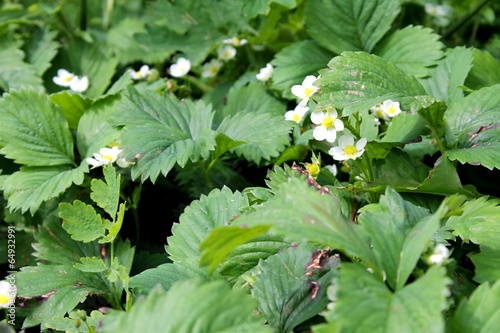 strawberry blossom