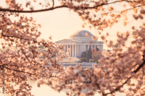 the Jefferson Memorial during the Cherry Blossom Festival © f11photo
