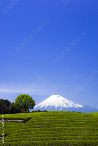 快晴青空 美しい富士山と茶畑と緑（大淵笹場より）