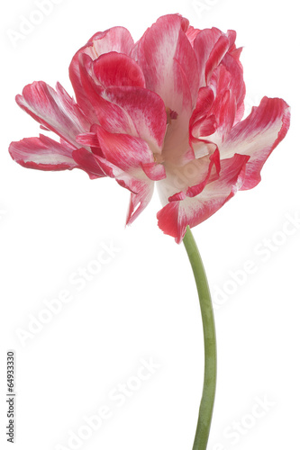 Fototapeta Naklejka Na Ścianę i Meble -  tulip