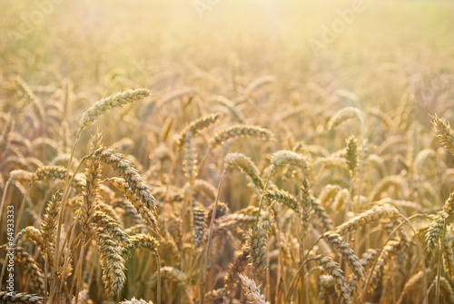 Beautiful detail of wheat field  that ready to be harvested