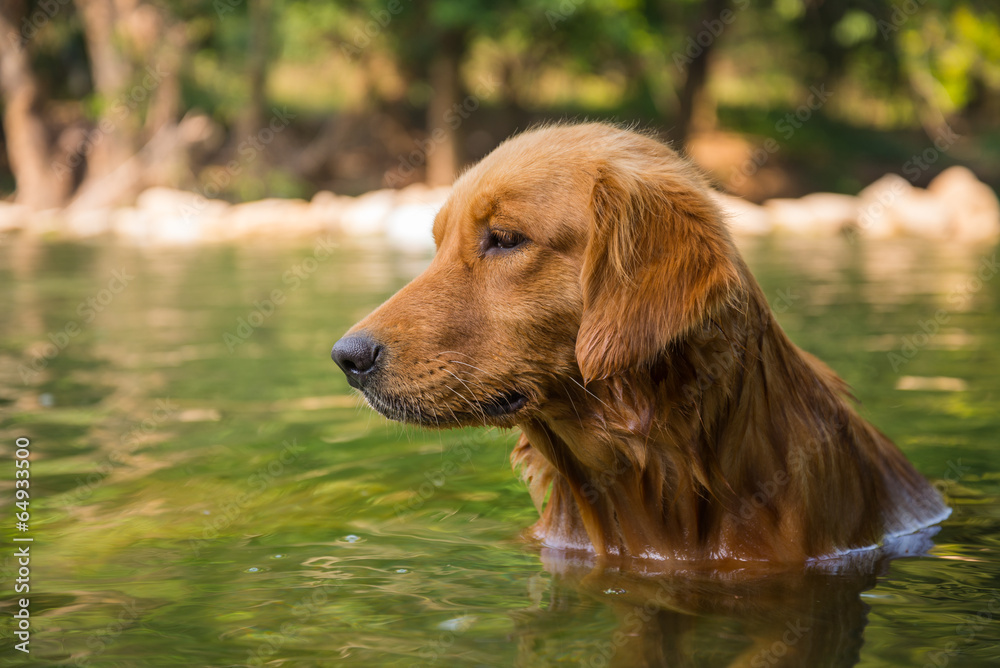 golden retriever dog sitting in the river golden retriever dog sitting in the river