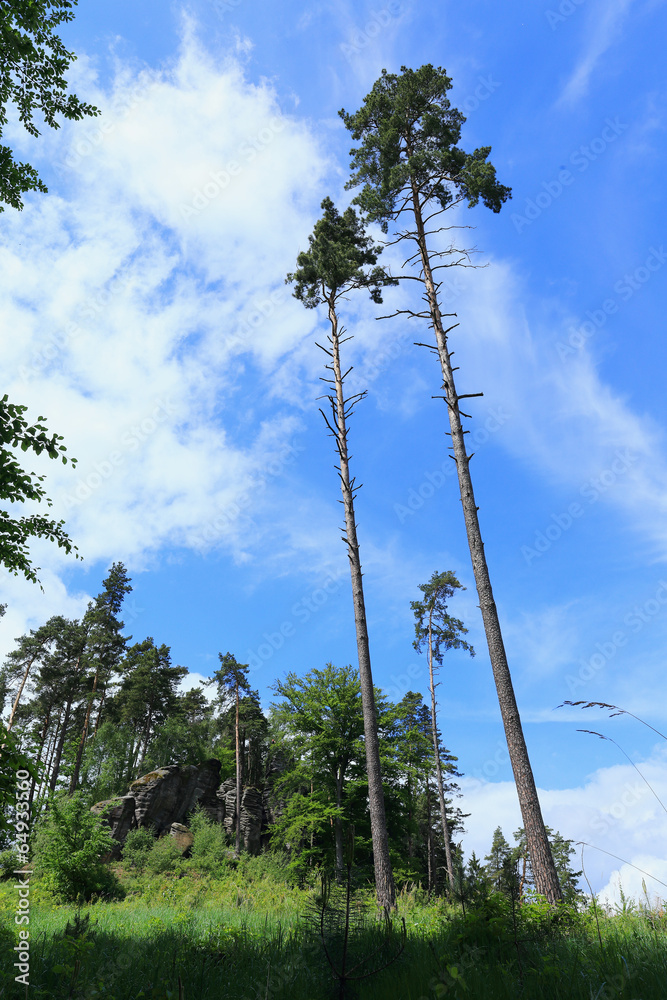 Fototapeta premium Spring Forest with Sandstone Rocks in Bohemian Paradise