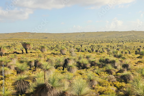 Grass trees in savannah