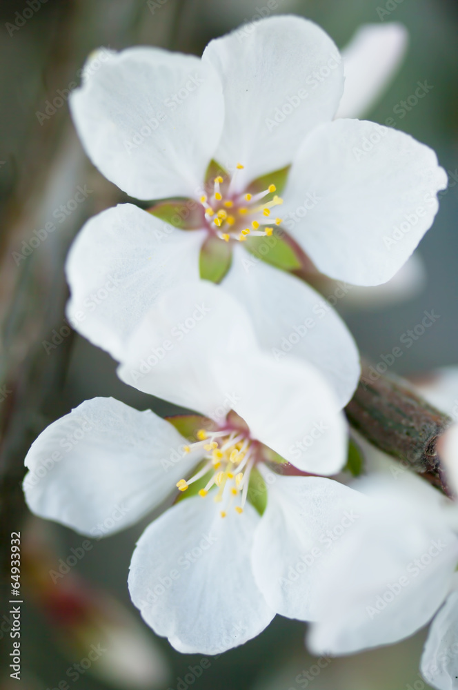 two flowers on cherry tree branch