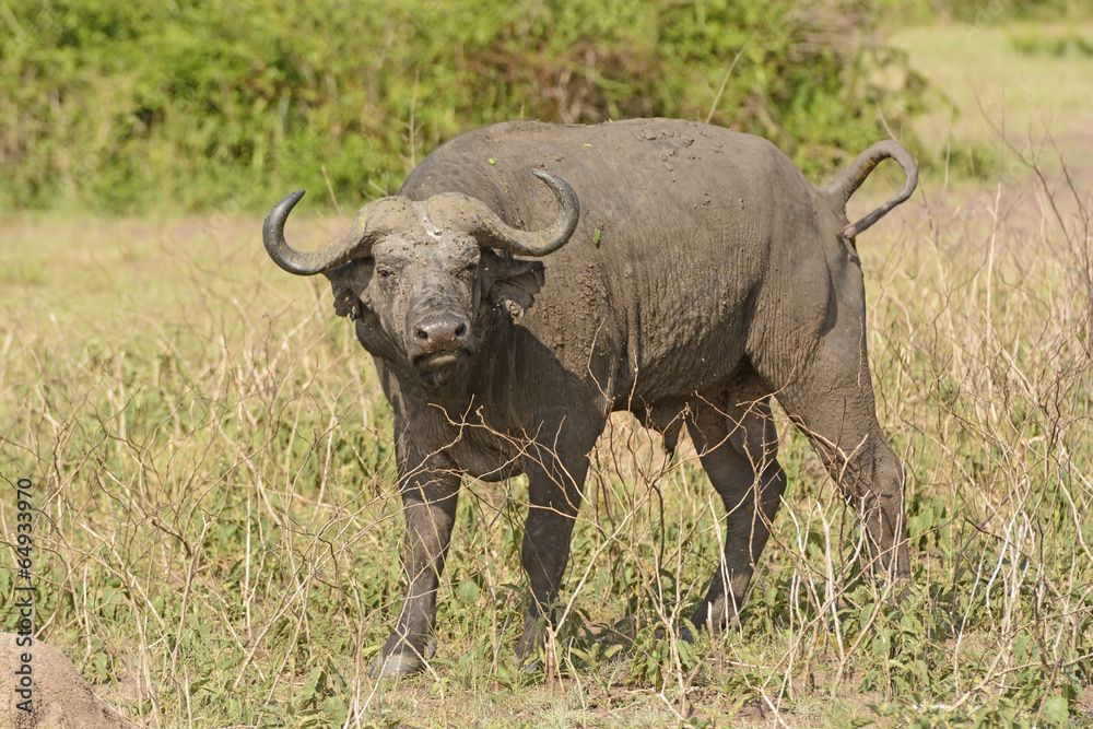 Cape Buffalo in the Veldt Cape Buffalo in the Veldt