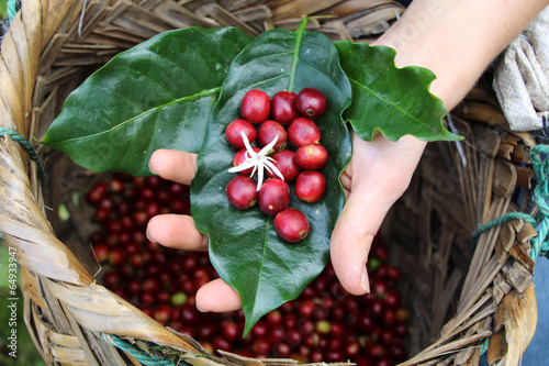 Kaffeekirschen mit Kaffeeblüte - Kaffeeplantage photo