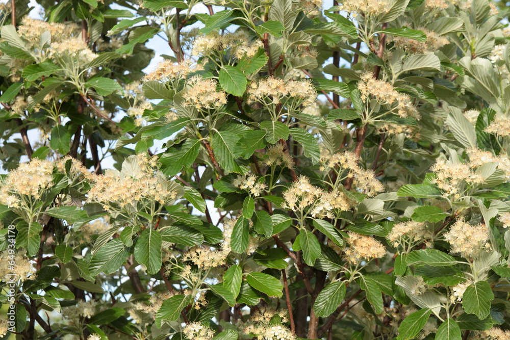 Naklejka premium Sorbus aria. Mostajo con flores.