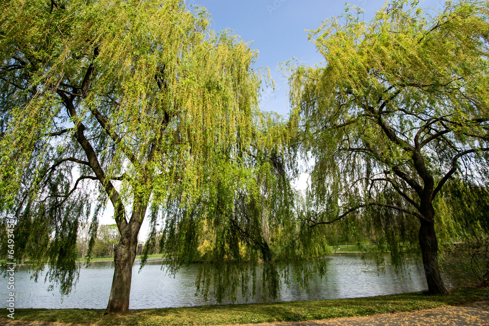 Obraz premium weeping willow