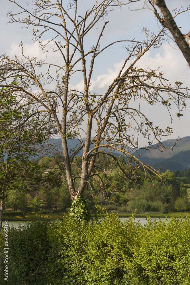 Obraz premium tree in spring