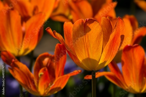 Orangefarbige Tulpen